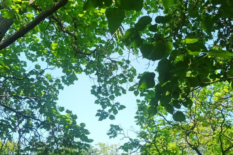 green leaves of trees against a blue sky. looking upwards through the canopy